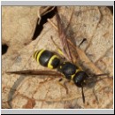 Ancistrocerus nigricornis - Lehmwespe 01.jpg